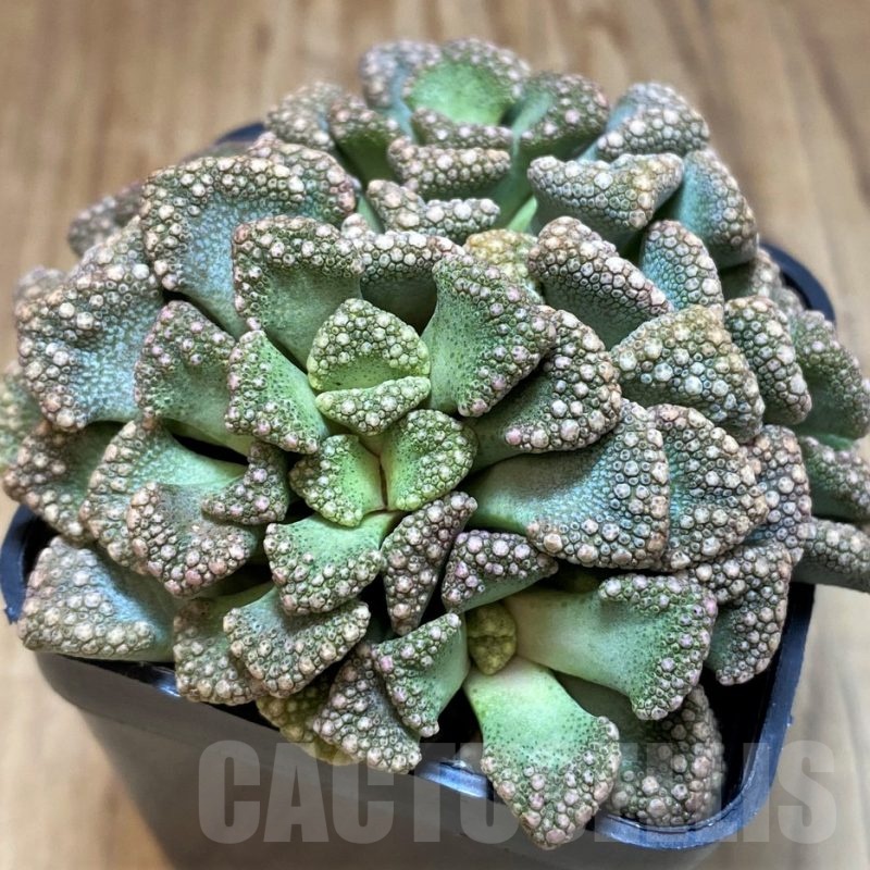 SH22824 Titanopsis aff. calcarea