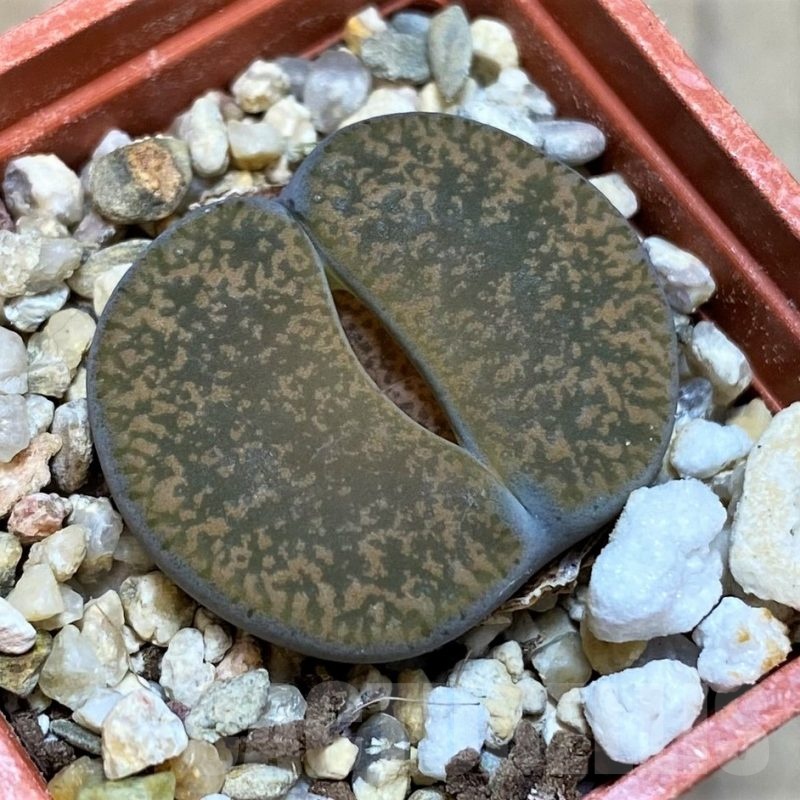SH22765 Lithops lesliei v. mariae