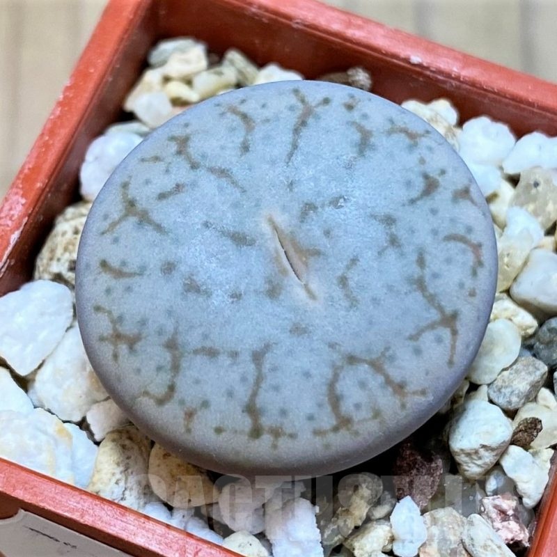 SH22766 Lithops pseudotruncatella