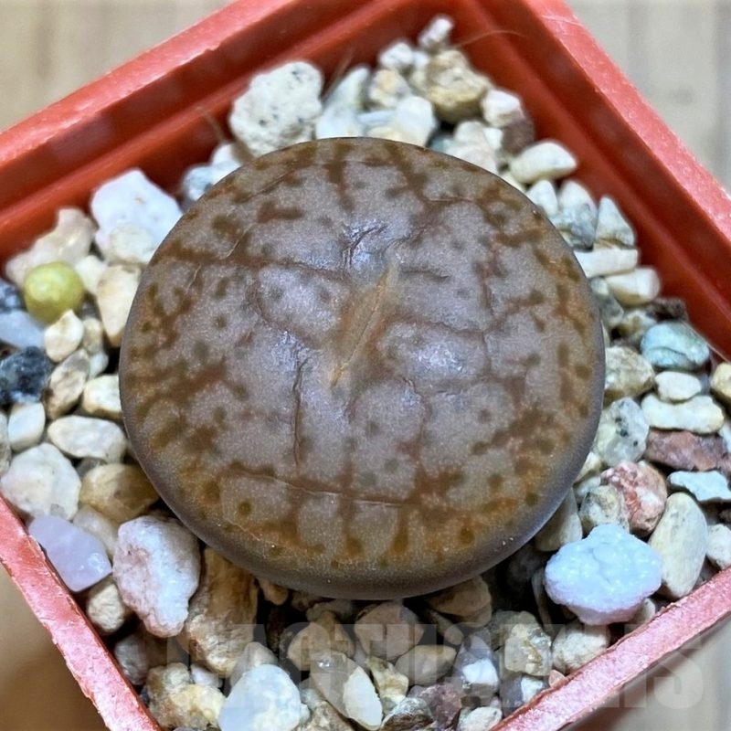 SH22767 Lithops pseudotruncatella C100