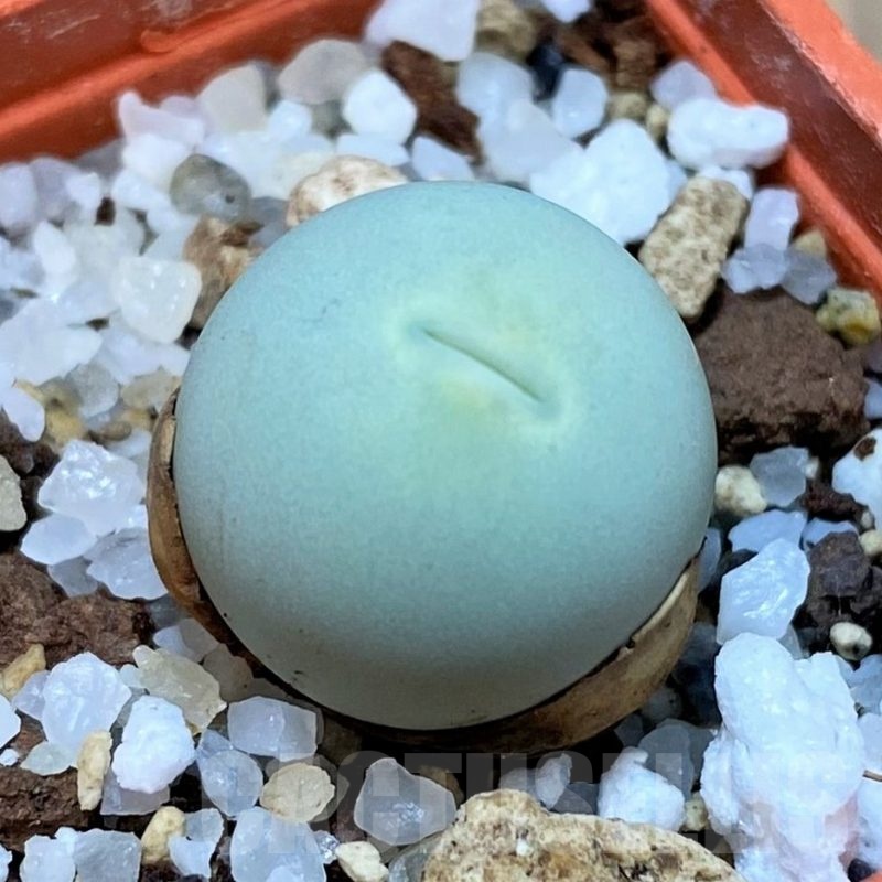SH22758 Conophytum calculus