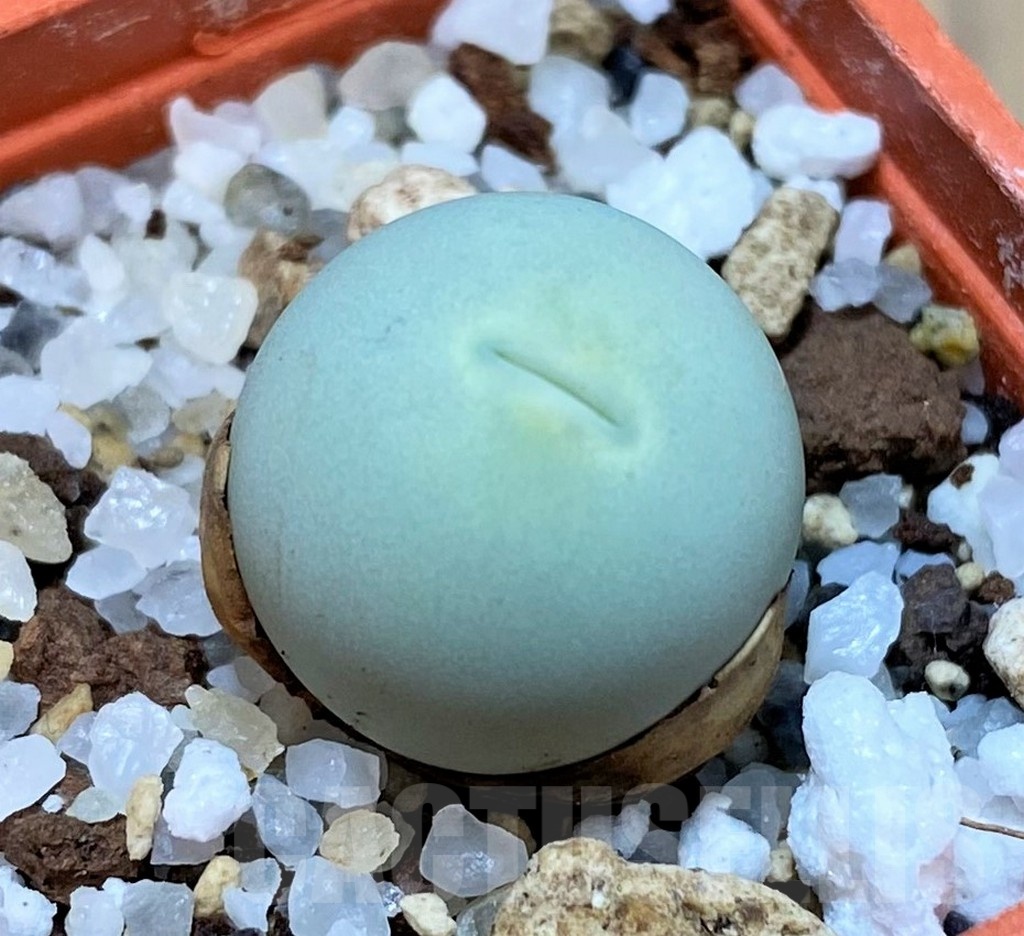 SH22758 Conophytum calculus