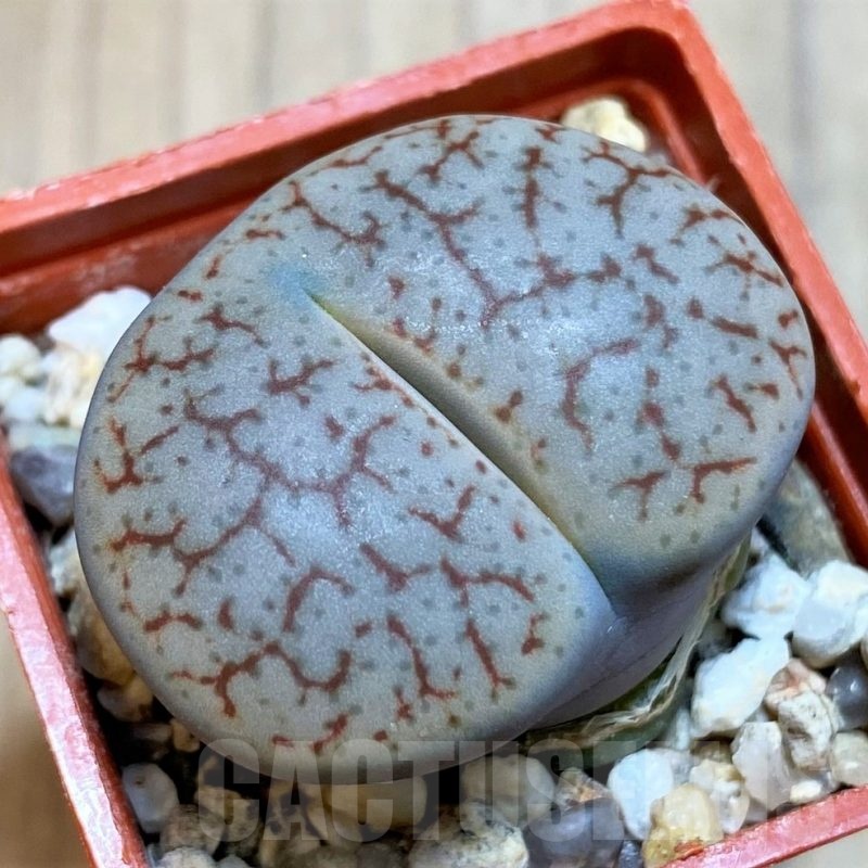 SH22768 Lithops pseudotruncatella