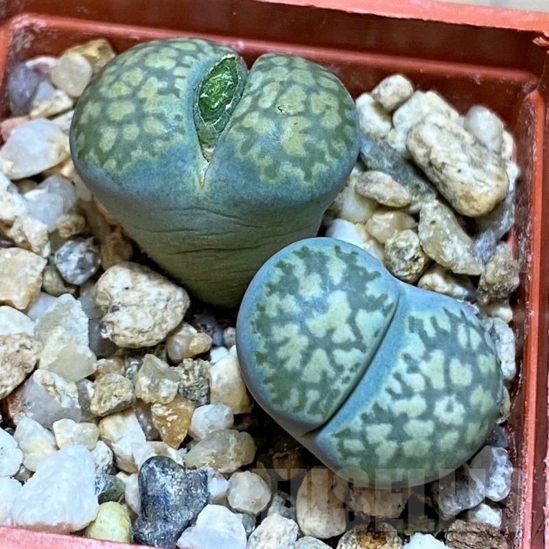 SH22769 Lithops salicola v. reticulata