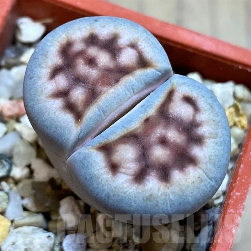 SH22770 Lithops karasmontana 'Lateritia'