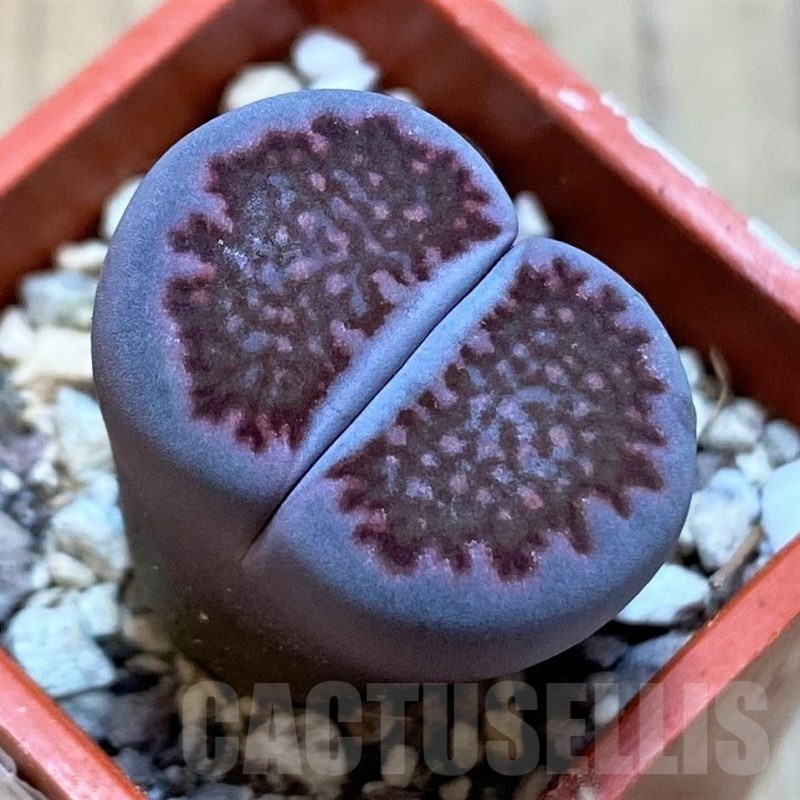 SH22771 Lithops salicola 'Sato's Violet'