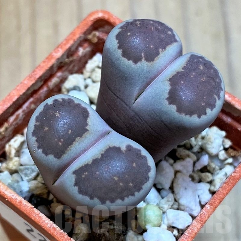 SH22772 Lithops salicola 'Sato's Violet'