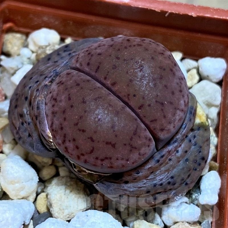 SH22773 Lithops glaudinae 'Embers' C 393A