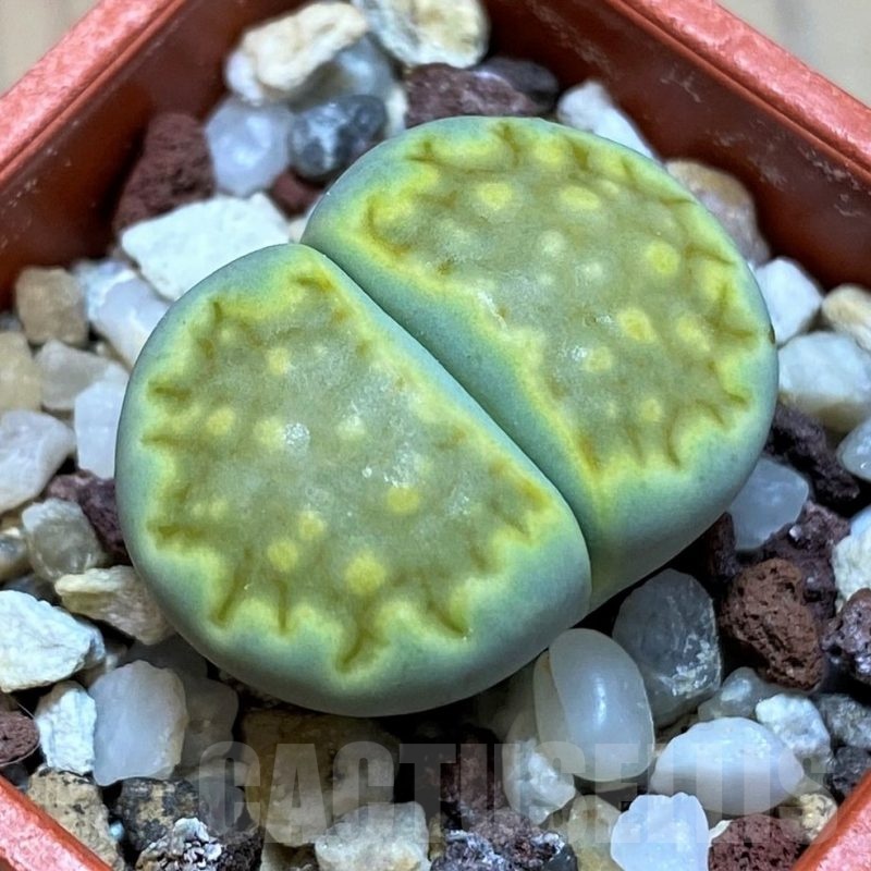 SH22774 Lithops hallii 'Green Soapstone'
