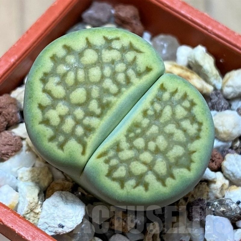 SH22775 Lithops hallii 'Green Soapstone'