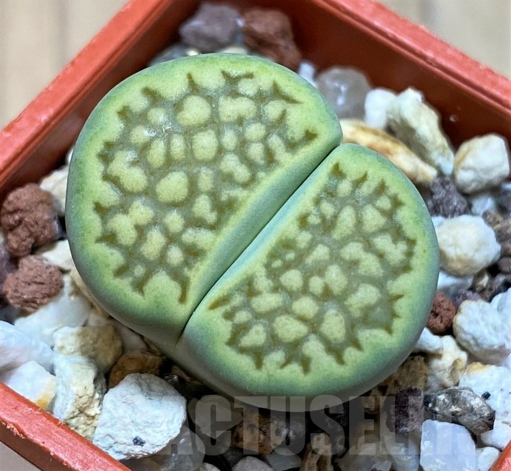 SH22775 Lithops hallii 'Green Soapstone'