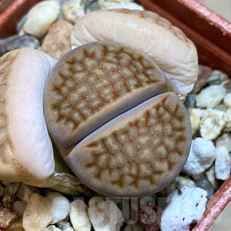 SH22776 Lithops hallii v. ochracea 'Marydale' L4-73