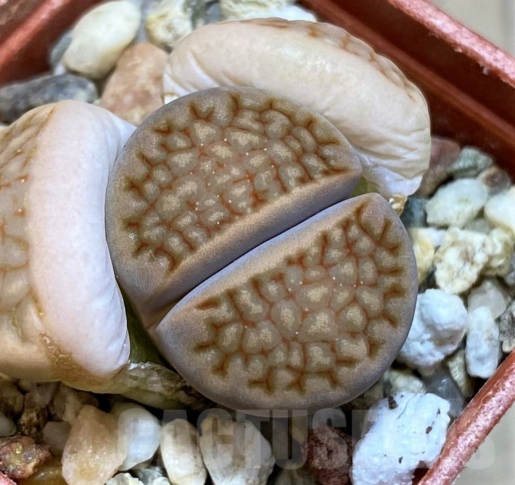 SH22776 Lithops hallii v. ochracea 'Marydale' L4-73