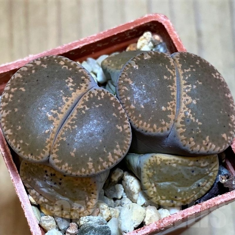 SH22777 Lithops lesliei