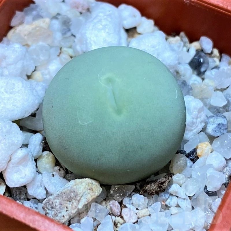 SH22759 Conophytum calculus