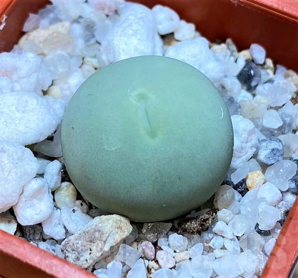 SH22759 Conophytum calculus