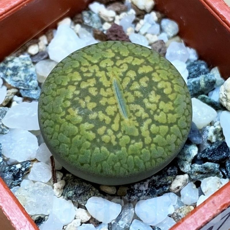 SH22778 Lithops aucampiae 'Jackson's Jade'
