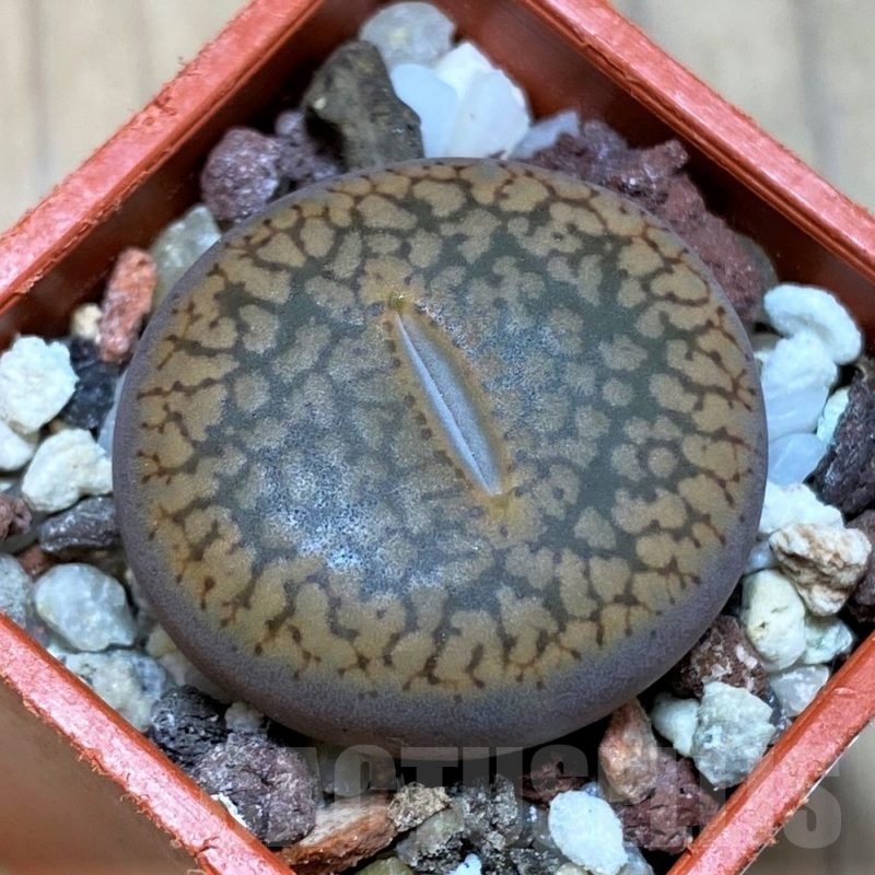 SH22779 Lithops aucampiae