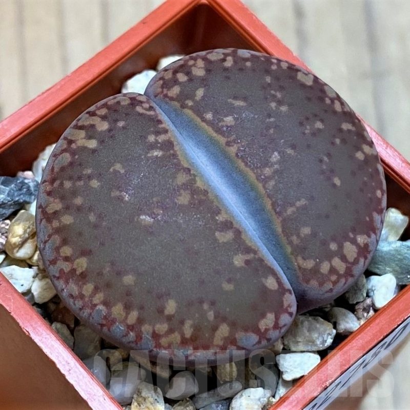 SH22780 Lithops aucampiae