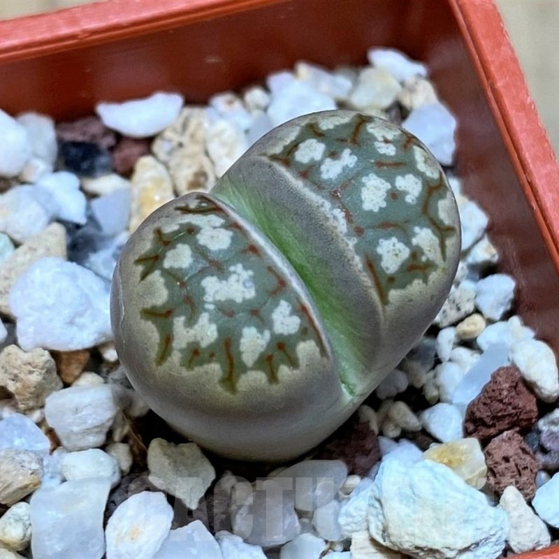 SH22781 Lithops dorotheae