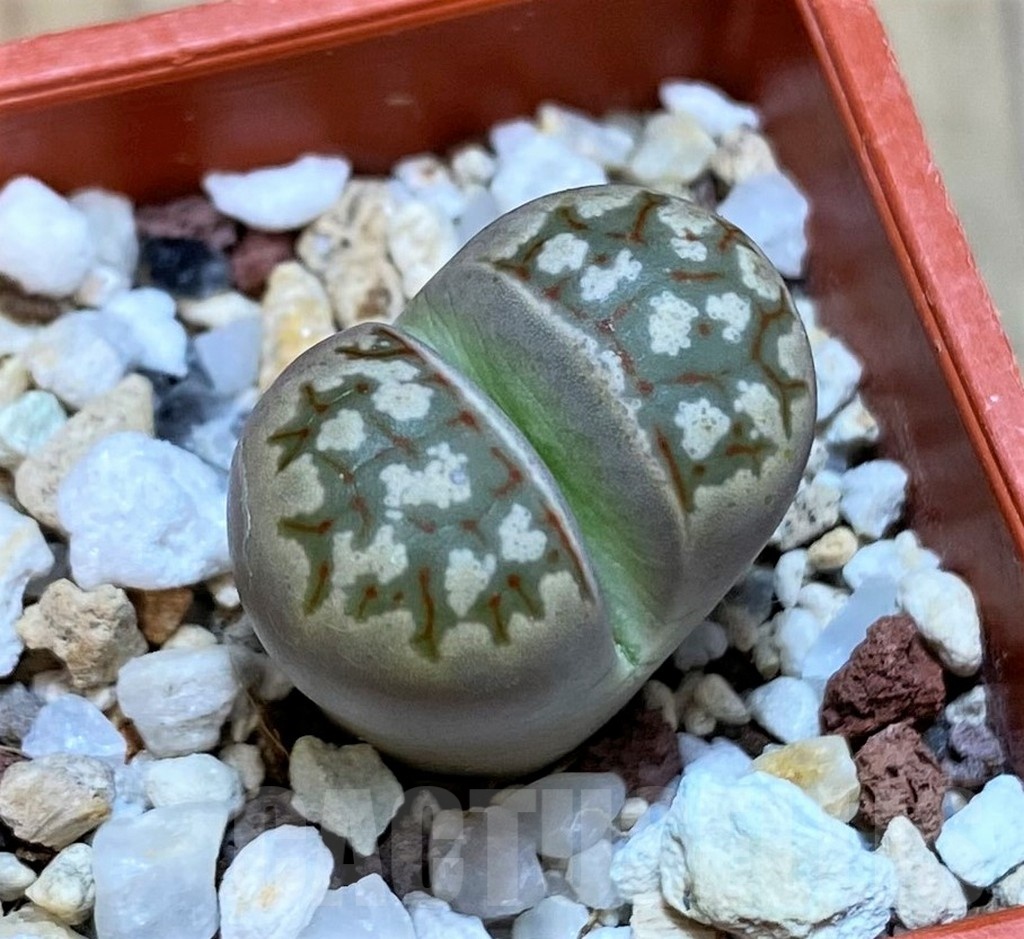 SH22781 Lithops dorotheae