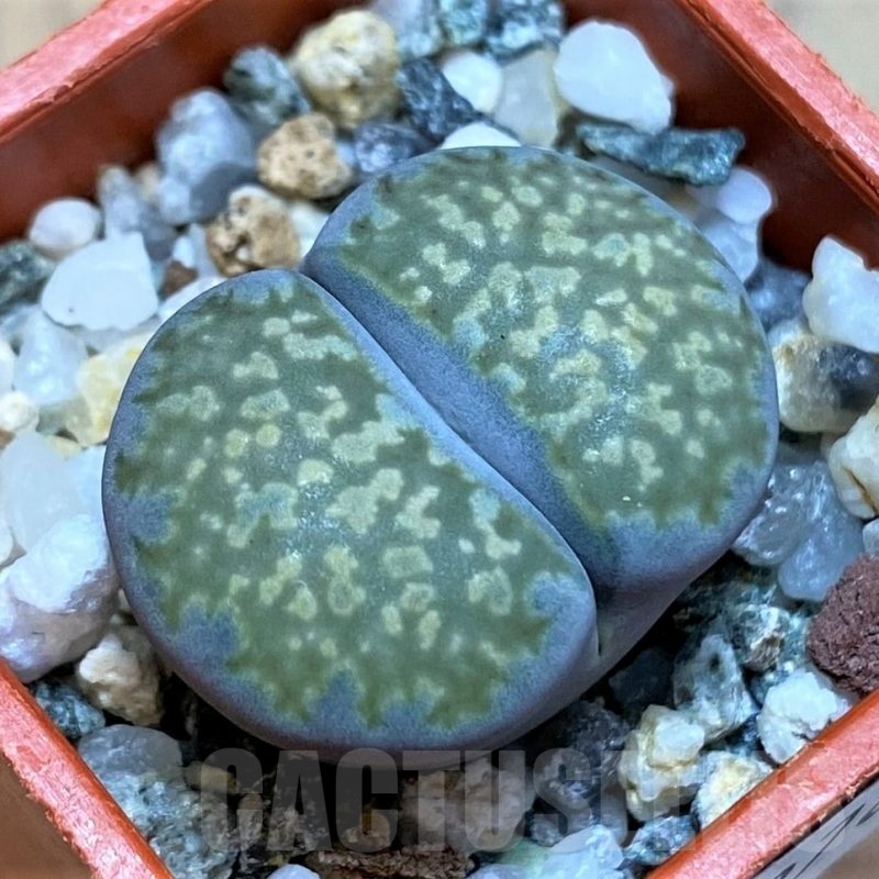 SH22782 Lithops salicola v. reticulata