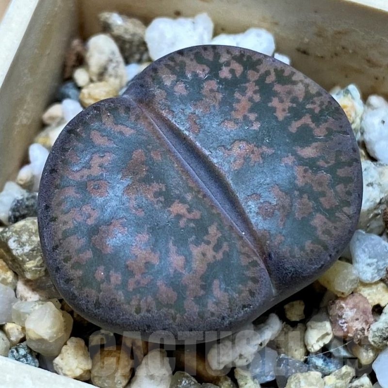 SH22783 Lithops lesliei v. rubrobrunnea