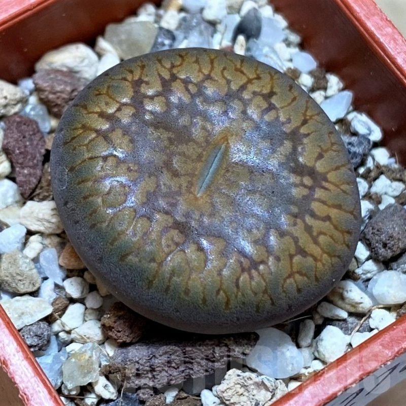 SH22784 Lithops aucampiae