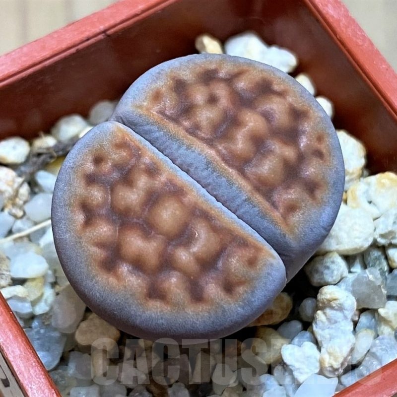 SH22786 Lithops karasmontana v. tischeri