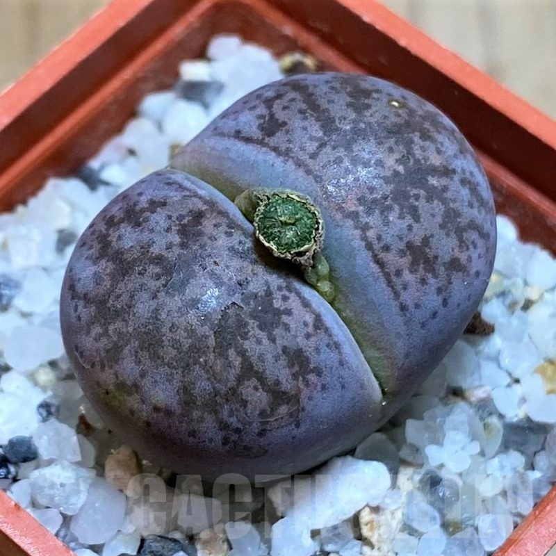 SH22787 Lithops coleorum