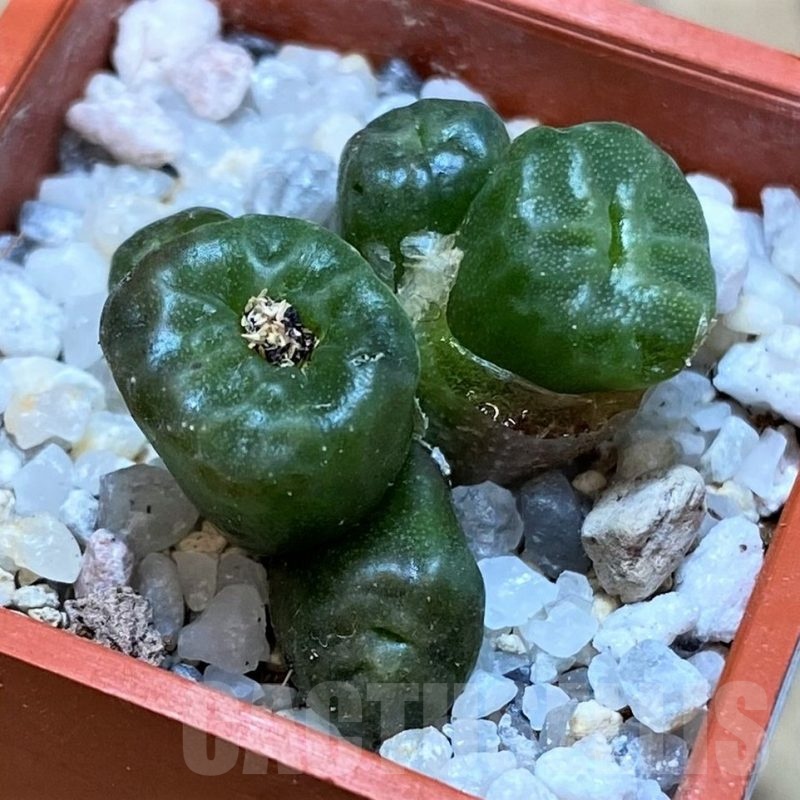 SH22761 Conophytum angelicae ssp. tetragonum, seedling