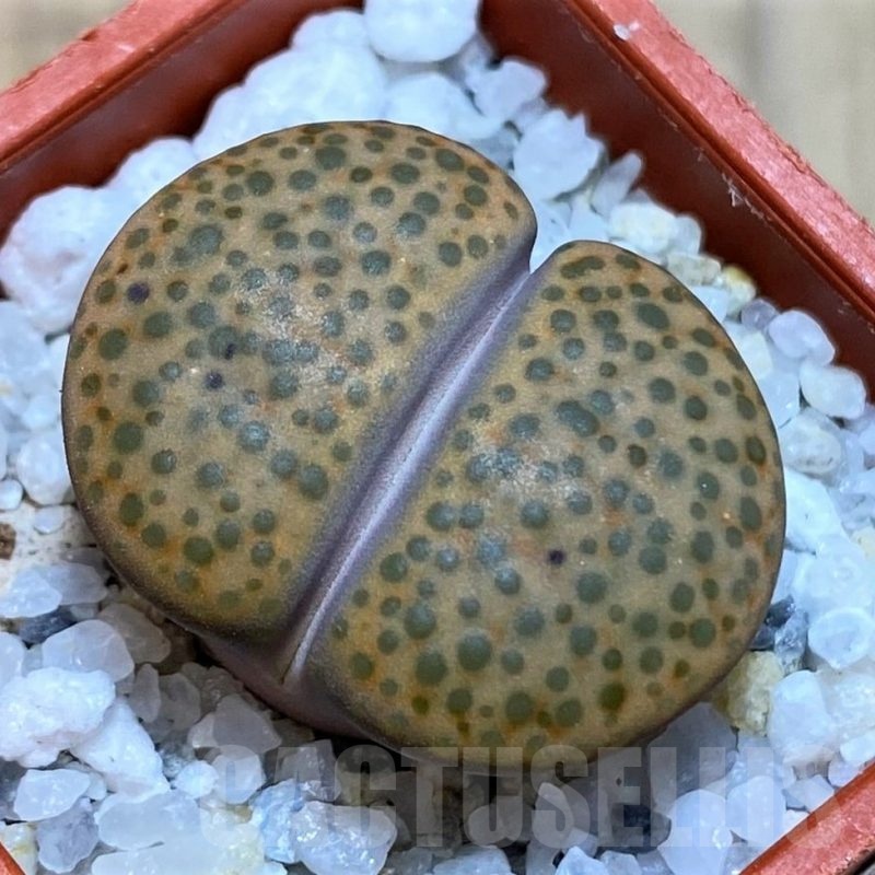 SH22788 Lithops fulviceps L45-66