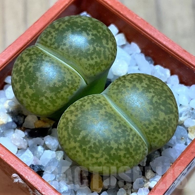 SH22789 Lithops lesliei v. albinica