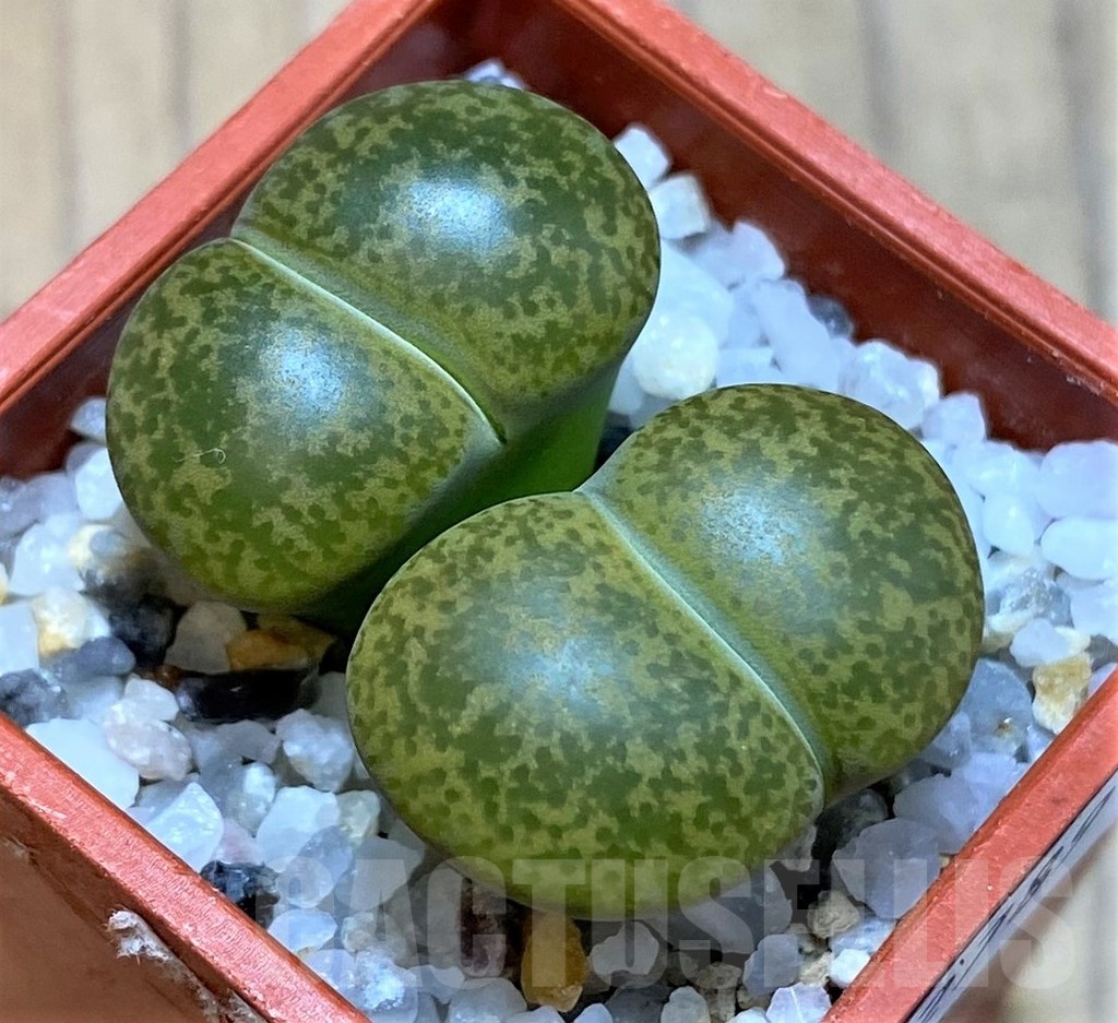 SH22789 Lithops lesliei v. albinica