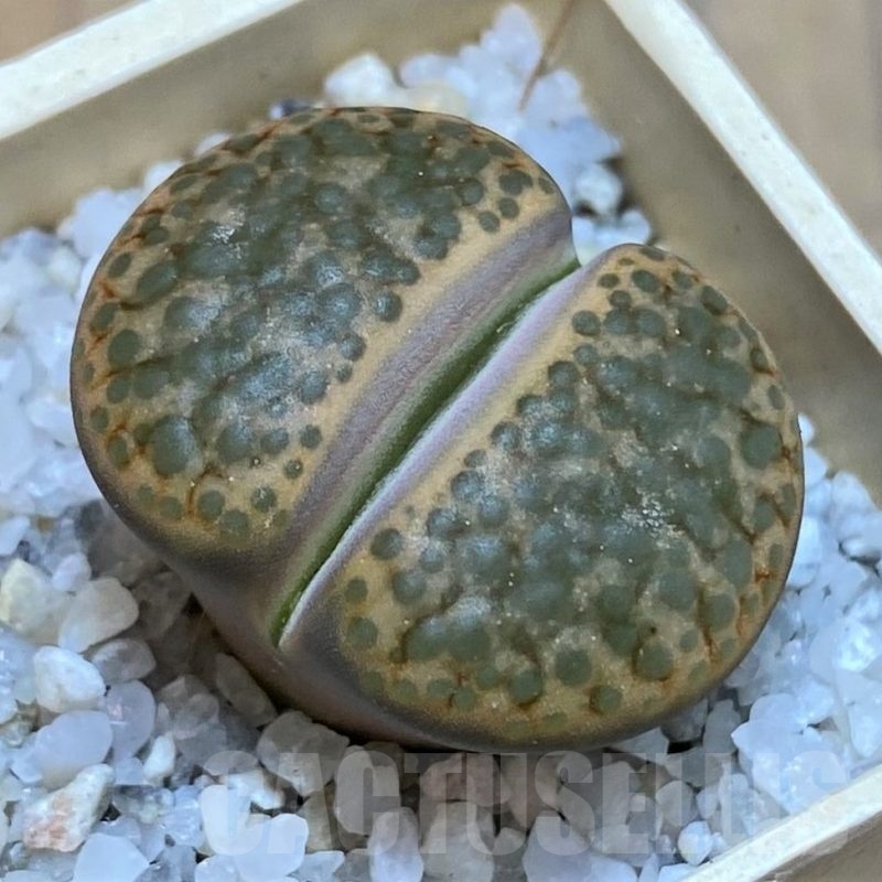 SH22790 Lithops fulviceps L45-66