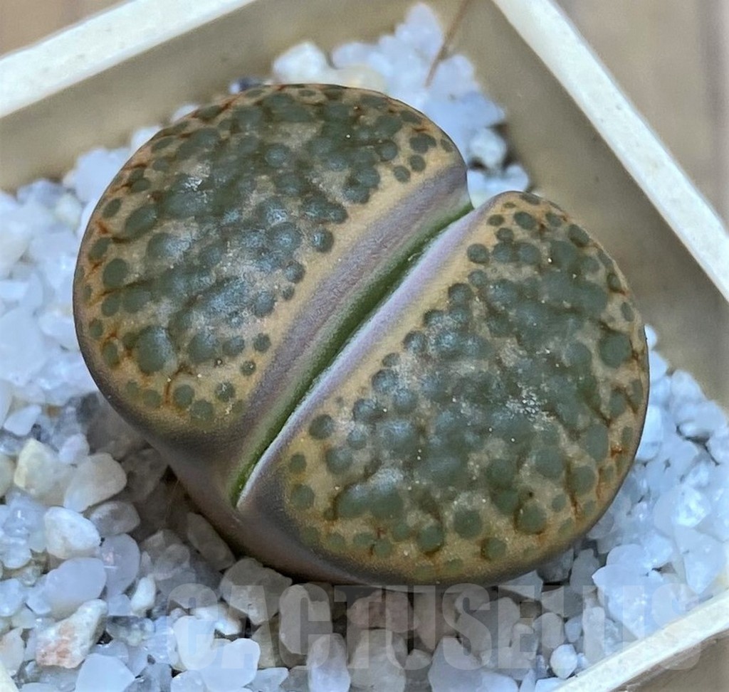 SH22790 Lithops fulviceps L45-66