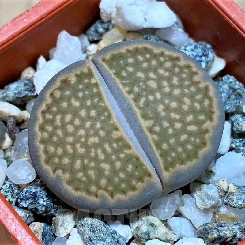 SH22791 Lithops halii L48-64
