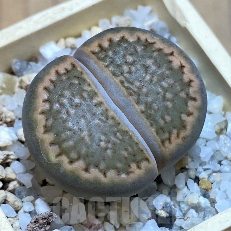 SH22792 Lithops halii L48-64