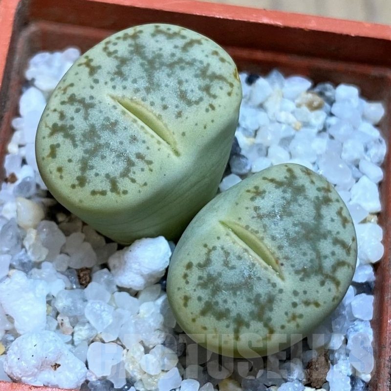 SH22793 Lithops pseudotruncatella