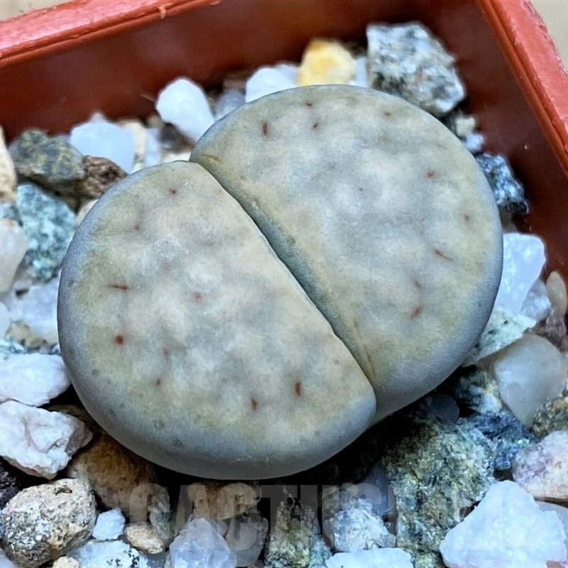SH22794 Lithops karasmontana ssp. eberlanzii