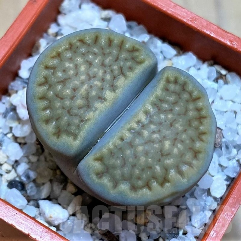 SH22795 Lithops halii C111A