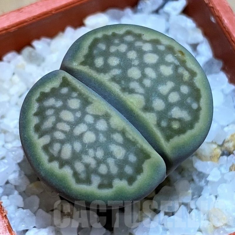 SH22796 Lithops halii C111A