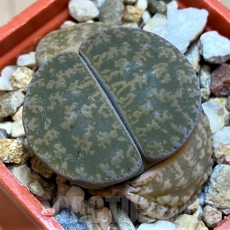 SH22797 Lithops lesliei