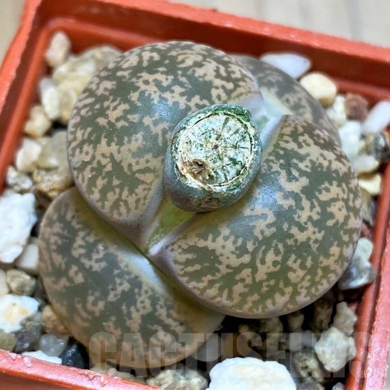 SH22798 Lithops lesliei