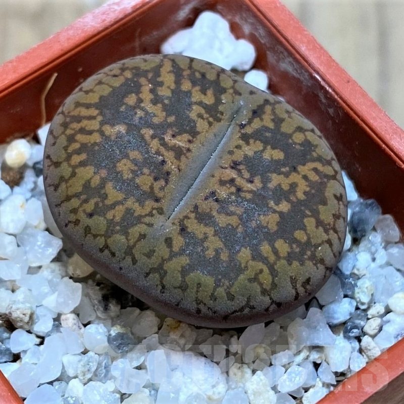 SH22800 Lithops aucampiae -Majading Form-