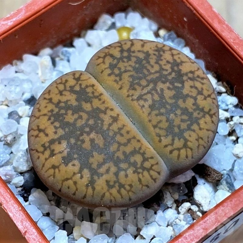 SH22801 Lithops aucampiae -Majading Form-