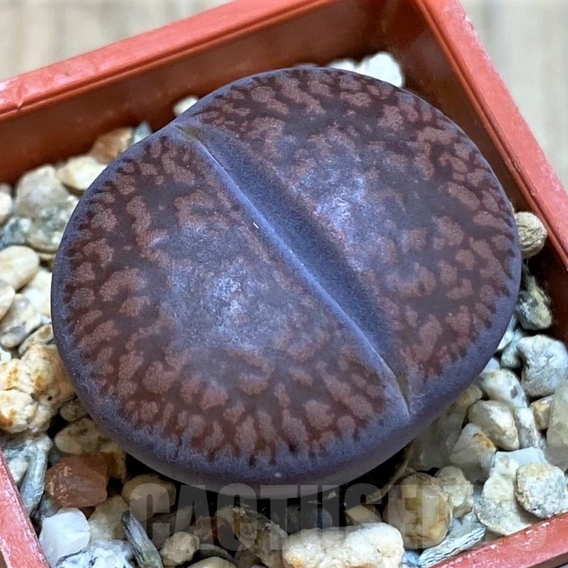 SH22802 Lithops aucampiae 'Fire Brandt'