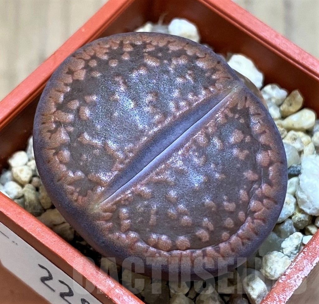 SH22803 Lithops aucampiae 'Fire Brandt'