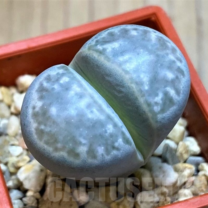 SH22804 Lithops marmorata
