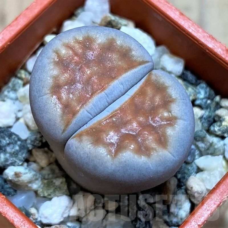 SH22805 Lithops karasmontana 'Top Red'